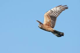 Attēlu rezultāti vaicājumam “Circus pygargus”