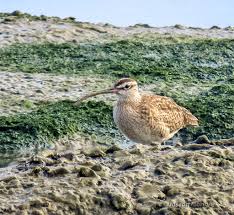 Image result for Numenius hudsonicus