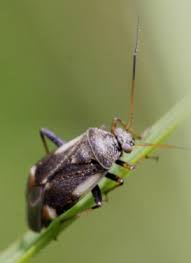 Attēlu rezultāti vaicājumam “Polymerus palustris”