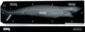 Image result for Carcharhinus isodon