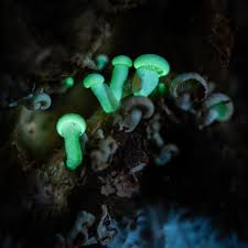 Attēlu rezultāti vaicājumam “Cribraria violacea macro”