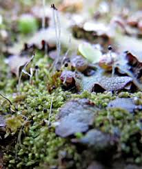 Attēlu rezultāti vaicājumam “Leiocolea rutheana sporophyte”