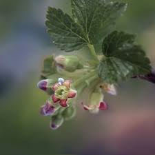 Attēlu rezultāti vaicājumam “Ribes nigrum flower”