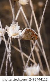 Attēlu rezultāti vaicājumam “Polyommatinae”