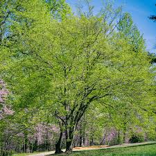 Attēlu rezultāti vaicājumam “Carpinus caroliniana”