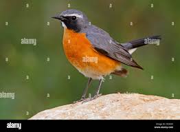 Image result for Irania gutturalis