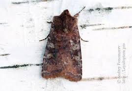 Attēlu rezultāti vaicājumam “Cerastis leucographa”