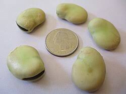 Attēlu rezultāti vaicājumam “Vicia faba”