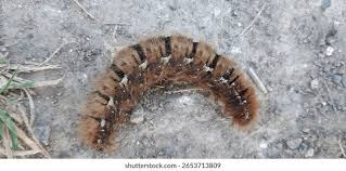 Attēlu rezultāti vaicājumam “Lasiocampa quercus imago”