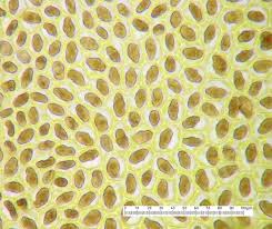 Attēlu rezultāti vaicājumam “Radula complanata”