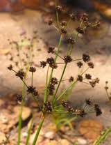 Attēlu rezultāti vaicājumam “Juncus capitatus fruit”