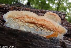 Attēlu rezultāti vaicājumam “Phlebia tremellosa”