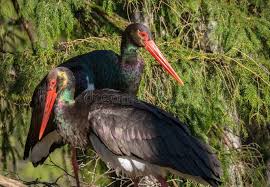Attēlu rezultāti vaicājumam “Ciconia nigra adult”