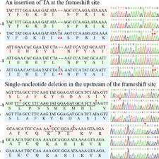 Image result for Generation 2 Ttc