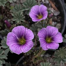 Attēlu rezultāti vaicājumam “Cenolophium denudatum”