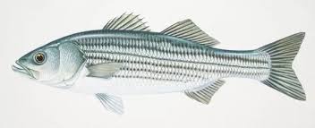 Image result for Morone saxatilis
