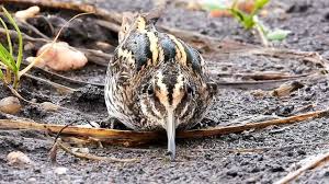 Image result for Lymnocryptes minimus