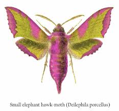 Attēlu rezultāti vaicājumam “Deilephila porcellus”