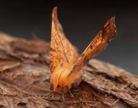 Attēlu rezultāti vaicājumam “Ennomos autumnaria male”