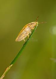 Attēlu rezultāti vaicājumam “Aelia acuminata”