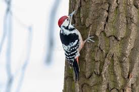 Attēlu rezultāti vaicājumam “Dendrocopos leucotos male”