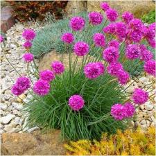 Attēlu rezultāti vaicājumam “Armeria vulgaris flower”
