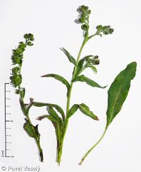 Attēlu rezultāti vaicājumam “Cynoglossum officinale leaf”