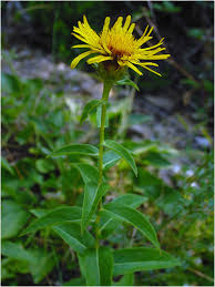 Attēlu rezultāti vaicājumam “Inula salicina”