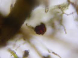 Attēlu rezultāti vaicājumam “Dicranella staphylina macro”