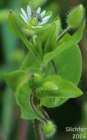 Attēlu rezultāti vaicājumam “Stellaria media”