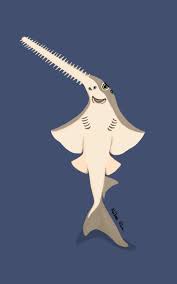 Image result for Pristis pectinata