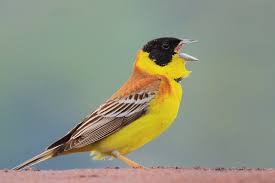 Image result for Emberiza melanocephala