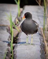 Image result for Gallinula chloropus