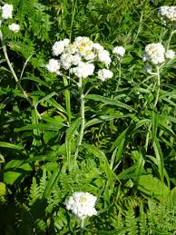 Attēlu rezultāti vaicājumam “Anaphalis margaritacea”