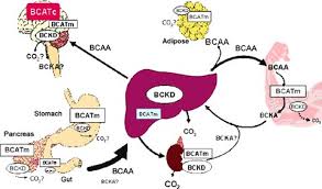 Image result for BCKA