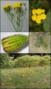 Attēlu rezultāti vaicājumam “Hieracium”