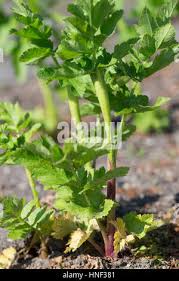 Image result for Pastinake