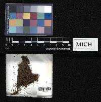 Attēlu rezultāti vaicājumam “Harpanthus flotovianus”