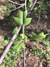 Attēlu rezultāti vaicājumam “Liriodendron tulipifera”
