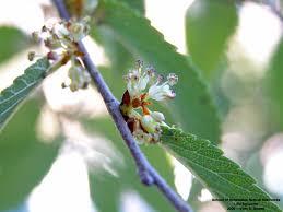 Attēlu rezultāti vaicājumam “Ulmus laevis flower”