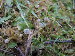 Attēlu rezultāti vaicājumam “Arrhenia spatulata”