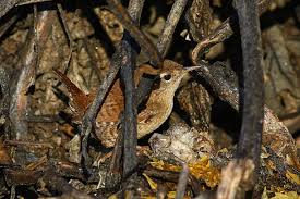 Attēlu rezultāti vaicājumam “Troglodytes troglodytes nest”