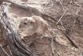 Image result for viscacha