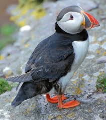 Image result for Fratercula arctica