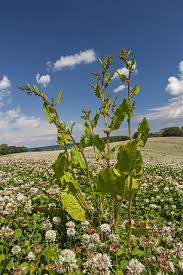 Attēlu rezultāti vaicājumam “Rumex obtusifolius”
