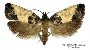 Attēlu rezultāti vaicājumam “Spilonota ocellana”