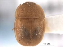 Attēlu rezultāti vaicājumam “Cychramus variegatus”