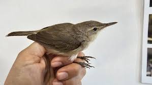 Attēlu rezultāti vaicājumam “Acrocephalus dumetorum”