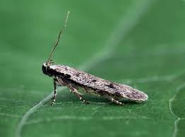 Attēlu rezultāti vaicājumam “Gelechia rhombella”