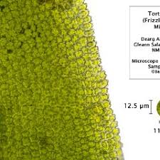 Attēlu rezultāti vaicājumam “Tortella tortuosa”